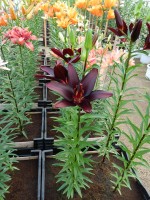 [4008 Landini No01.JPG]